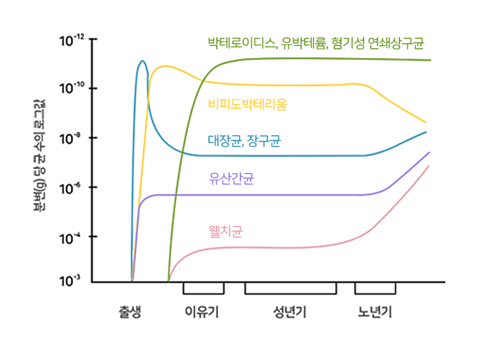 연령에 따른 장내 균총 변화